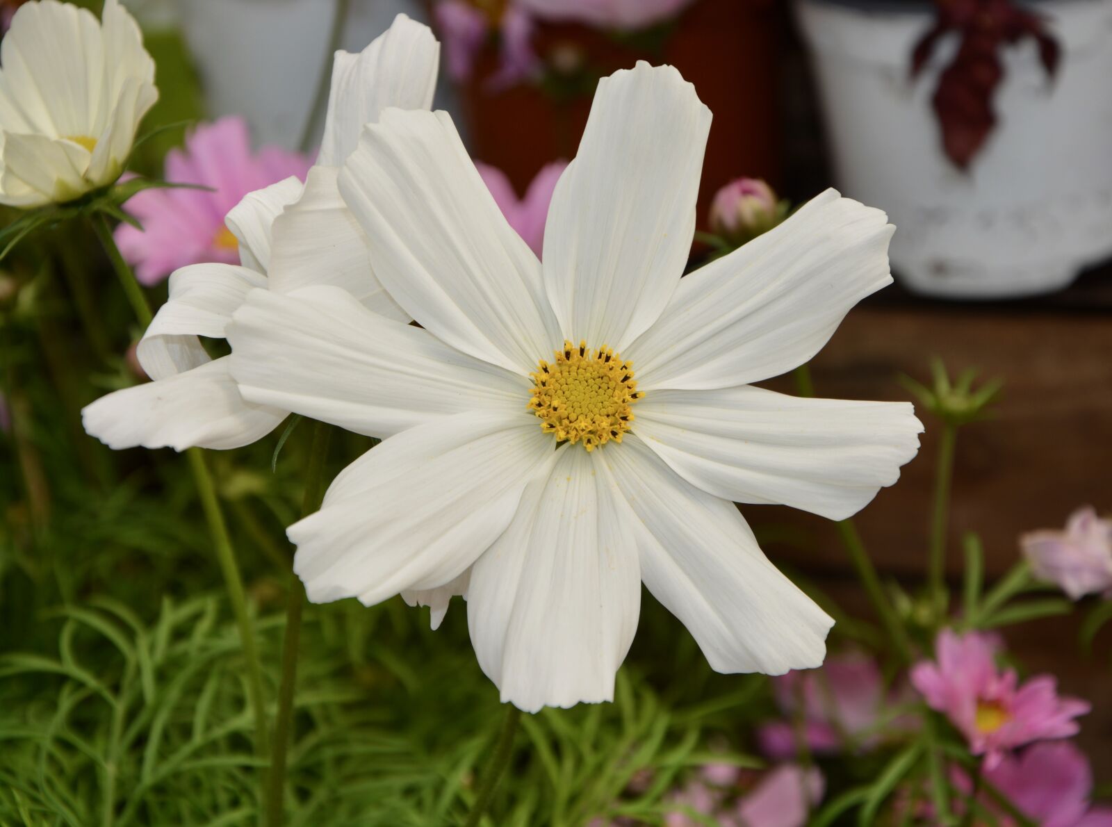 Nikon D5200 sample photo. Flower, white flower, white photography