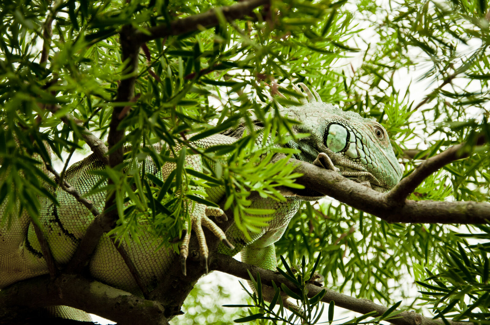Nikon D90 sample photo. Animal, lizard photography