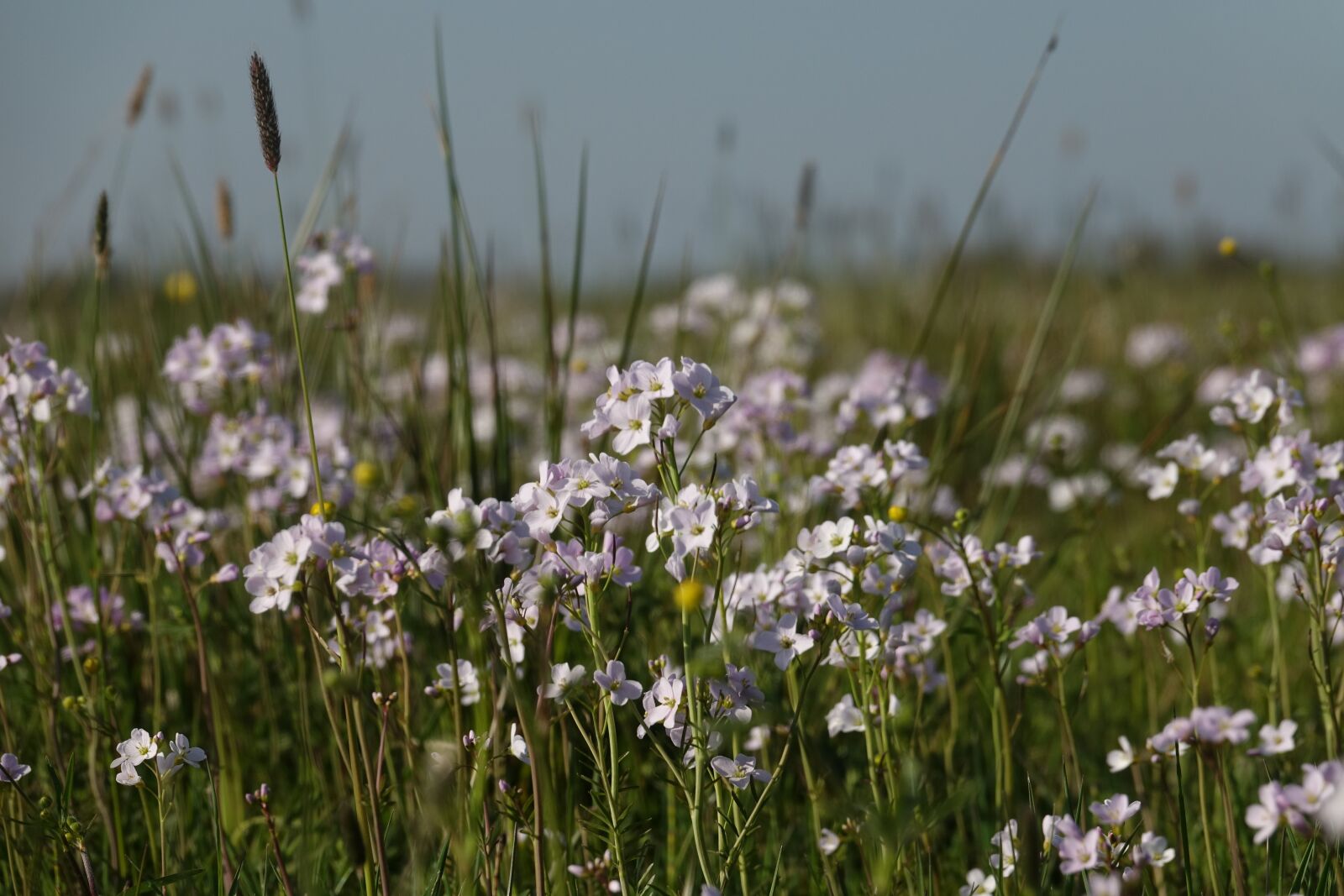 Sony Cyber-shot DSC-RX10 III sample photo. Flowers field, meadow, field photography