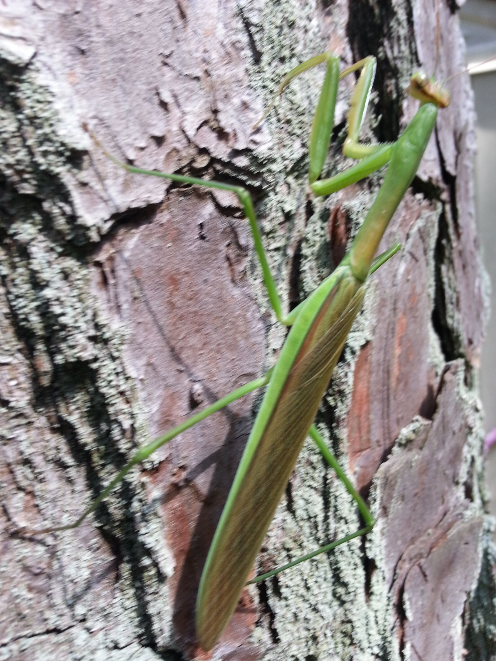 Samsung Galaxy Note2 sample photo. Bugs, insect photography