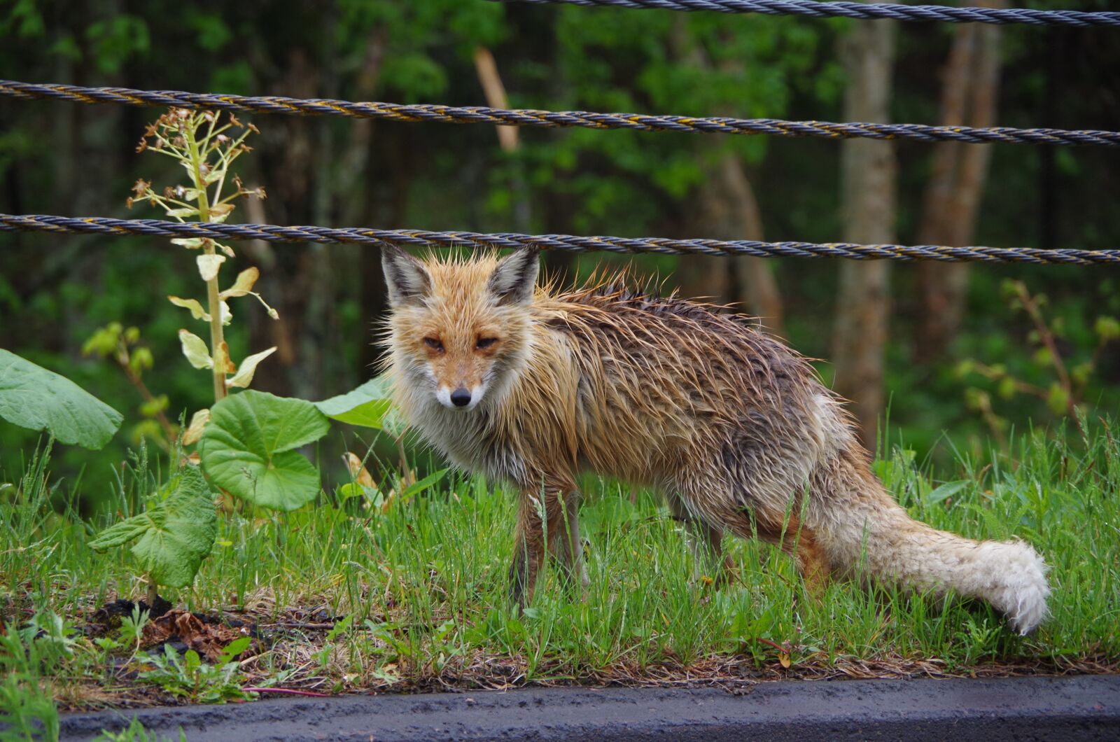 Pentax K-30 sample photo. Fox, wild, hokkaido photography