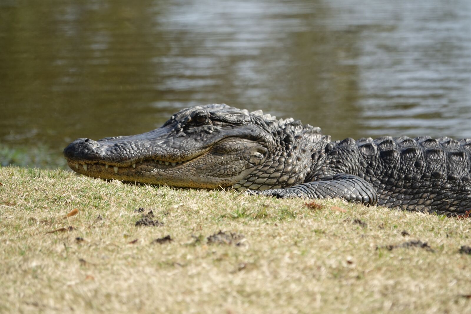 Sony Cyber-shot DSC-RX10 III sample photo. Alligator, crocodile, reptile photography