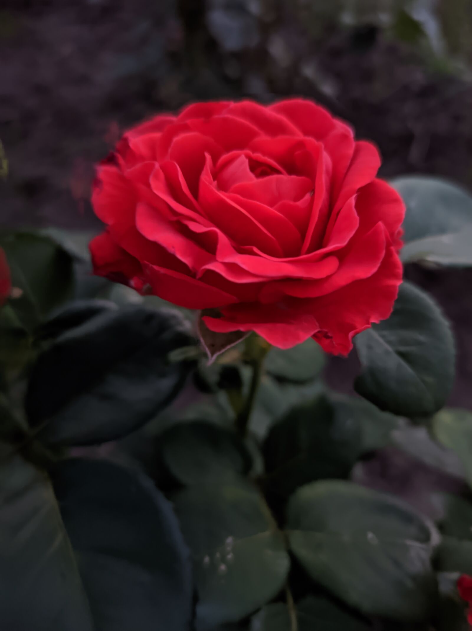 Xiaomi Redmi Note 8 Pro sample photo. Rose, flowers, plant photography