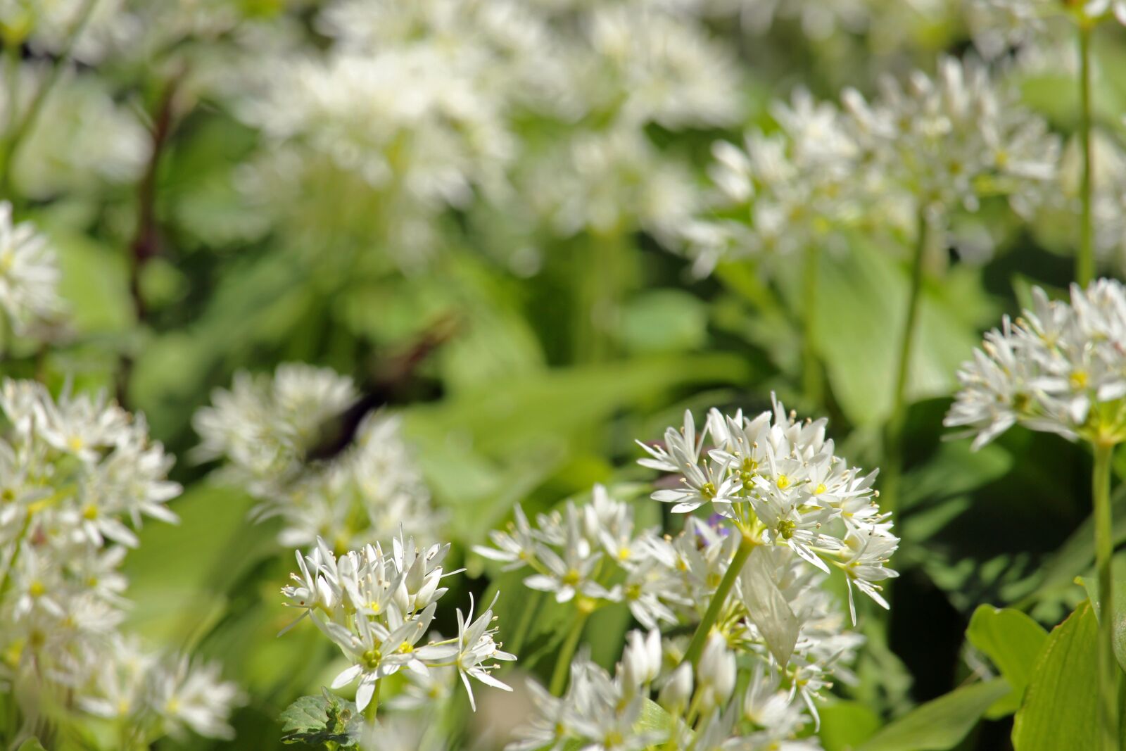 Canon EF-S 55-250mm F4-5.6 IS STM sample photo. Bear's garlic, herbs, cook photography