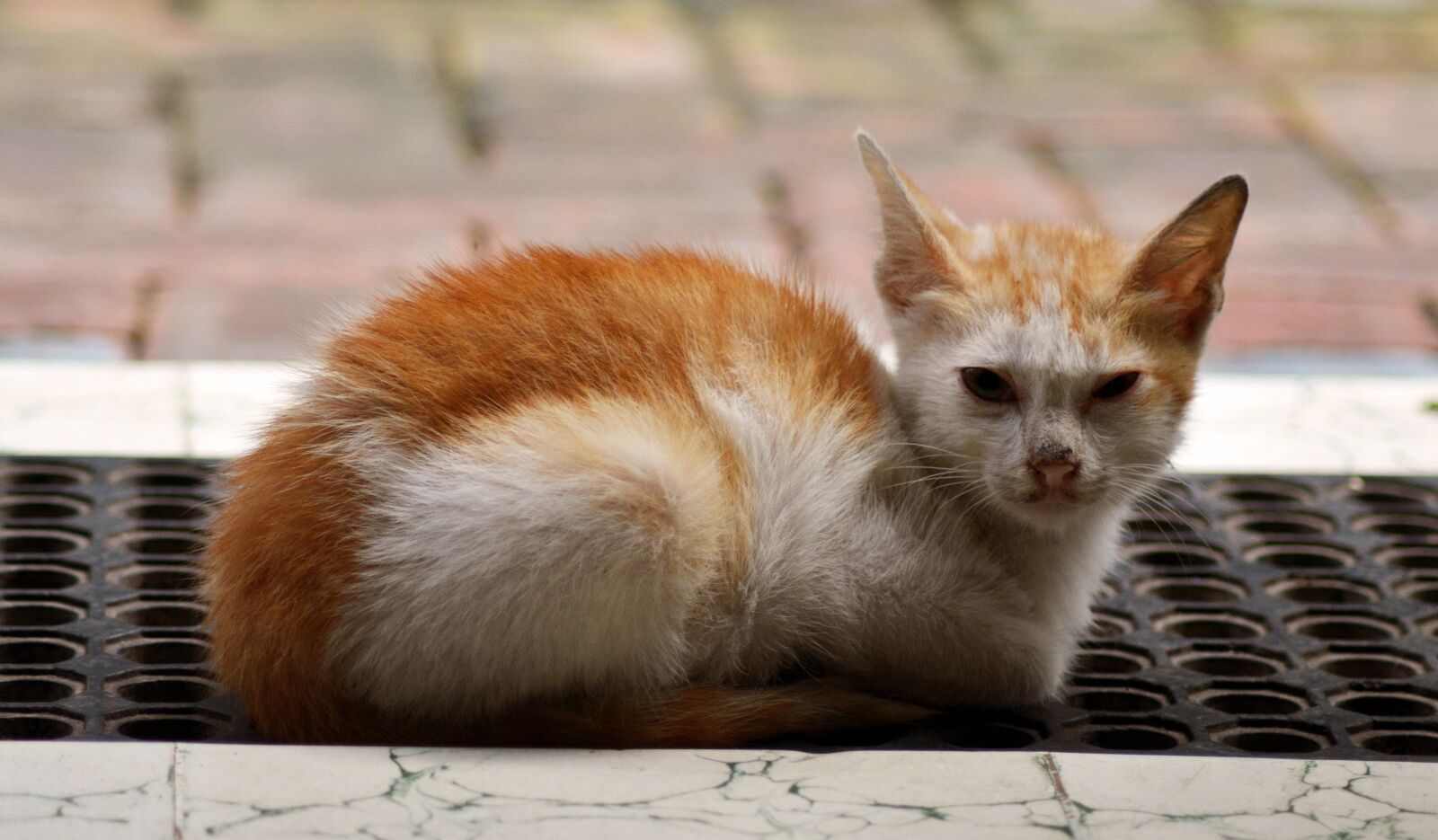Nikon D5200 sample photo. Cat, stray, kitten photography
