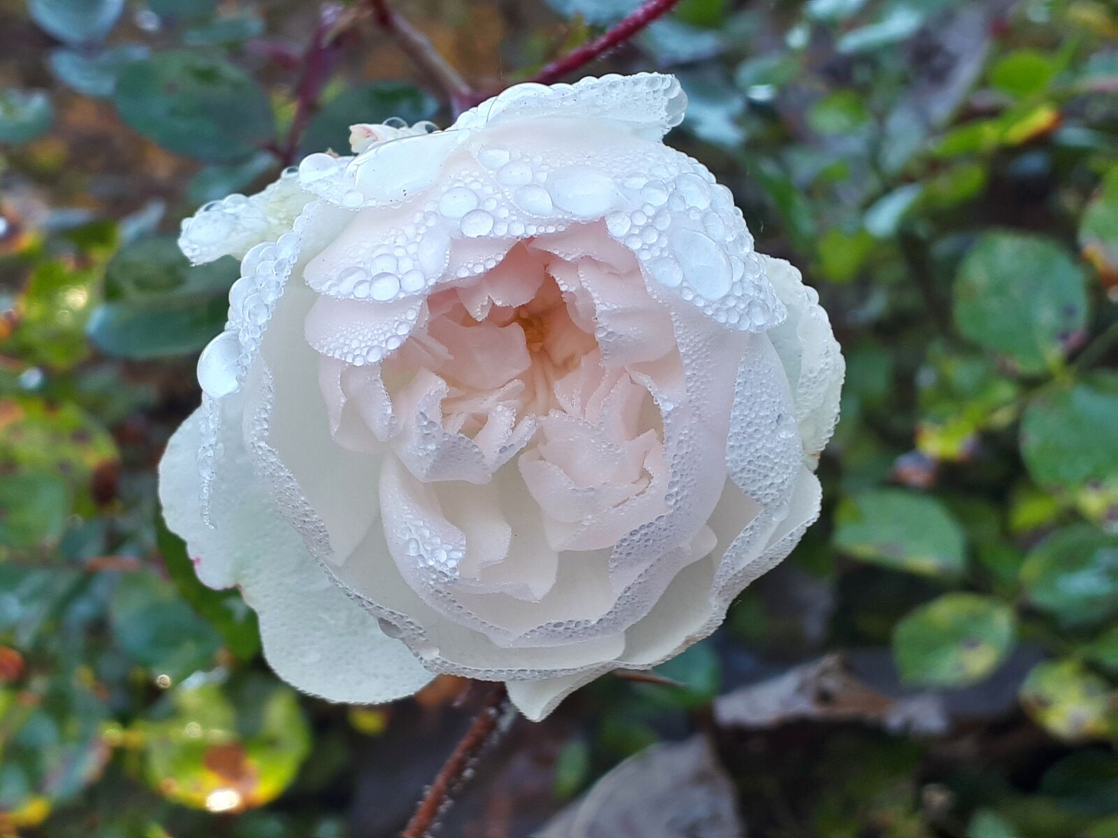 Samsung Galaxy A5(2017) sample photo. Bush rose, white, drip photography