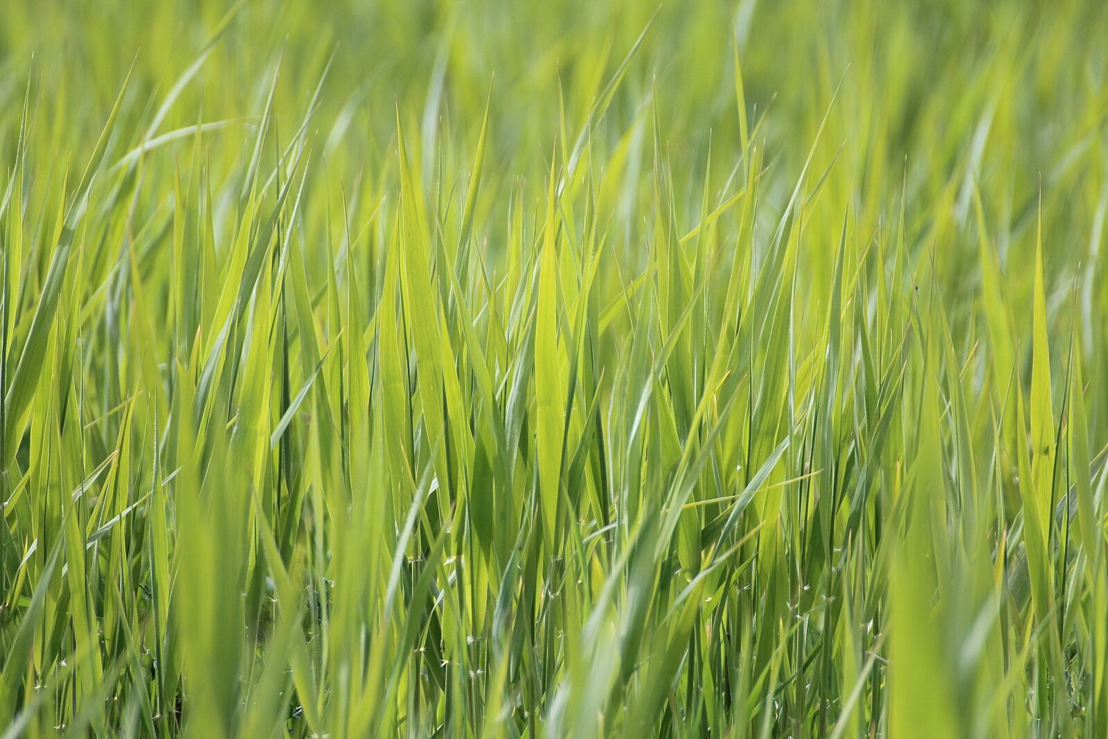 Canon EOS 600D (Rebel EOS T3i / EOS Kiss X5) sample photo. Grass, meadow, close up photography