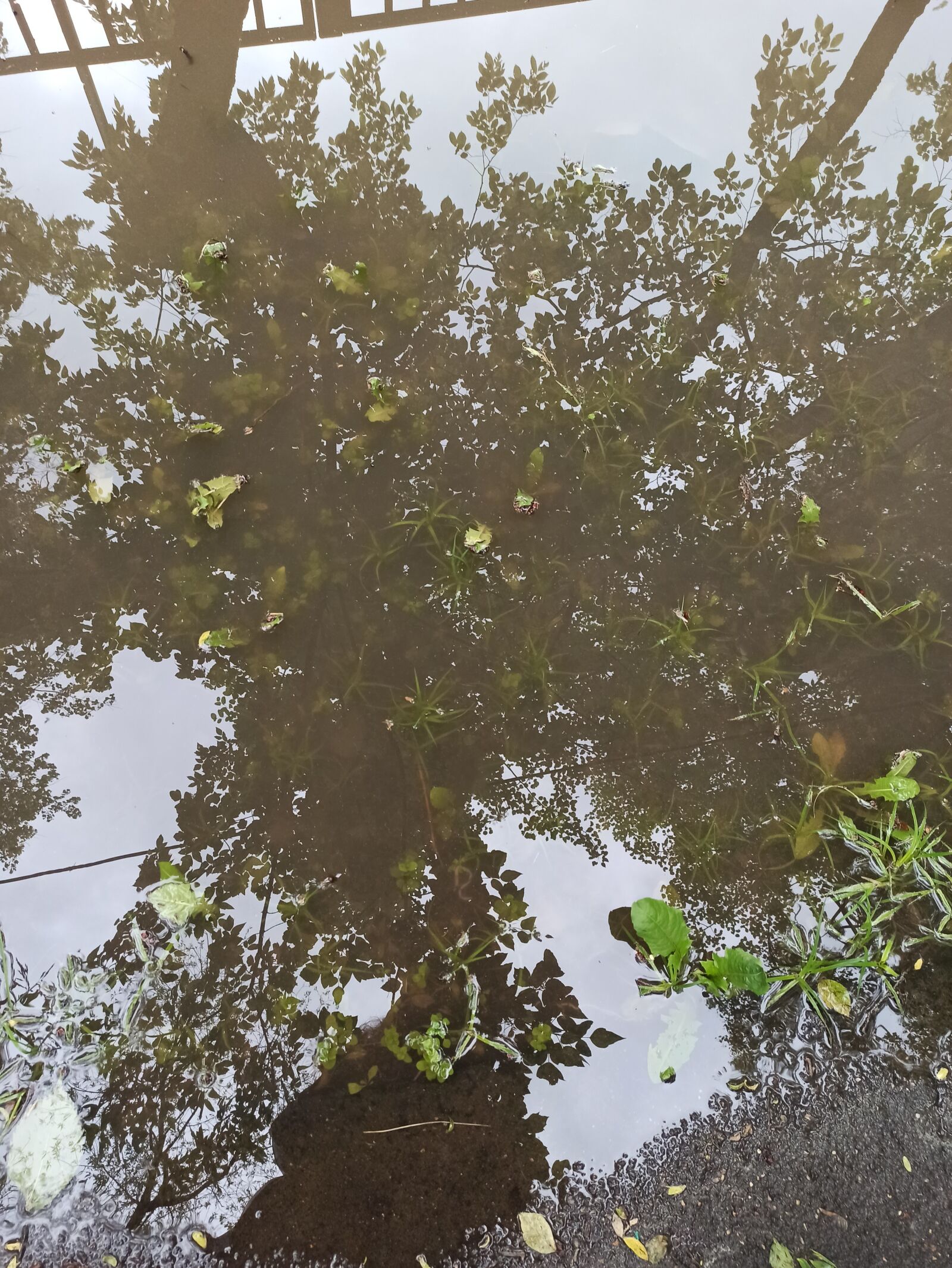 Xiaomi Redmi Note 8 Pro sample photo. Summer, puddles, reflection photography