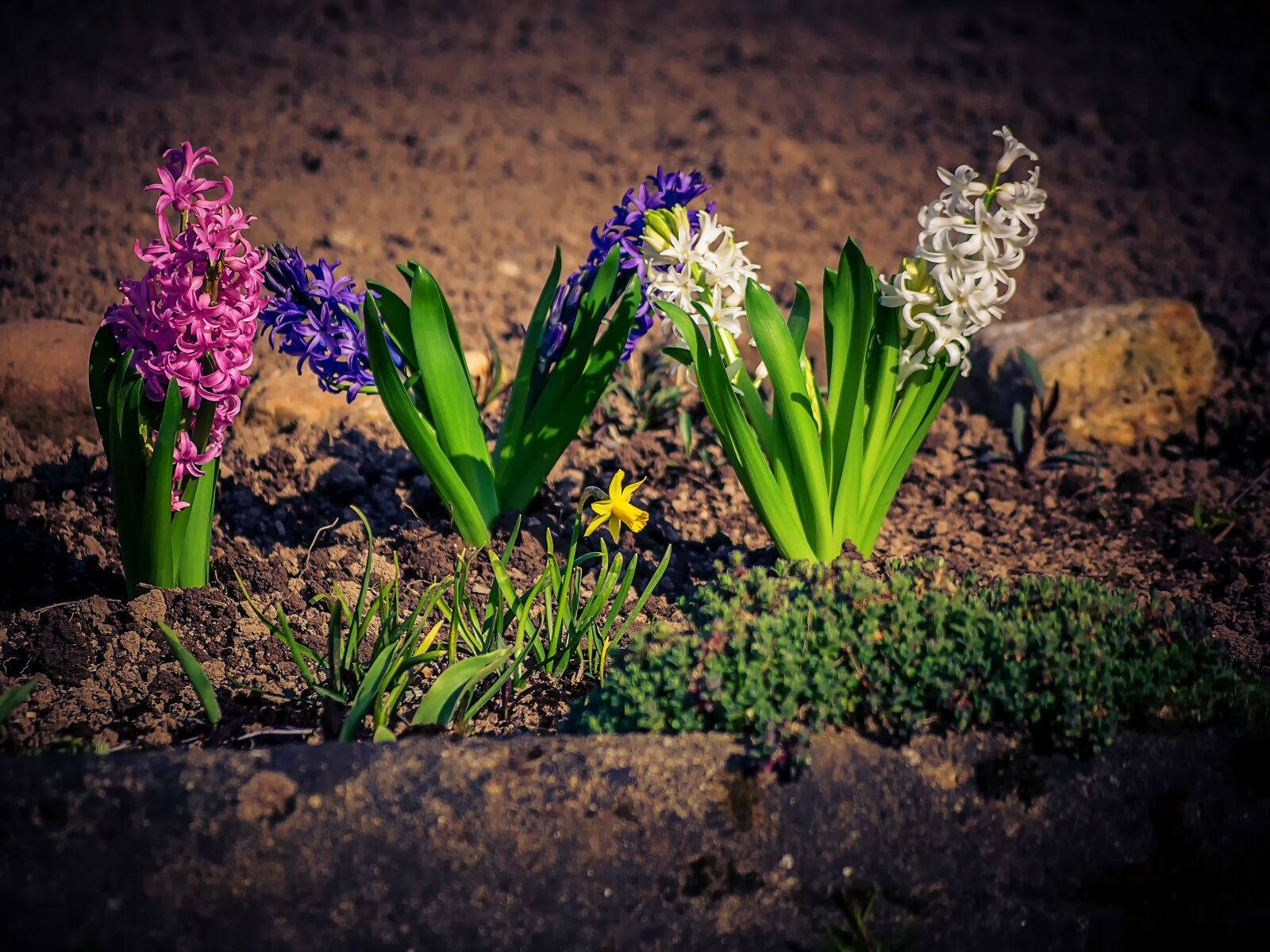 Nikon D3300 sample photo. Flower, plant, nature photography