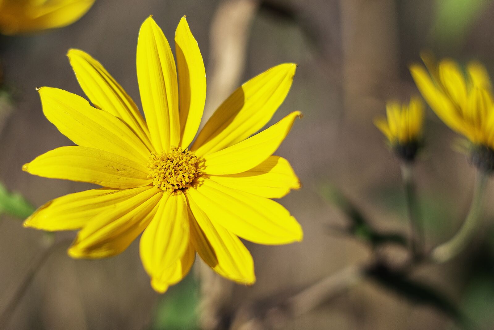 Canon EOS 6D + Canon EF 50mm F1.4 USM sample photo. Flower, nature, yellow photography