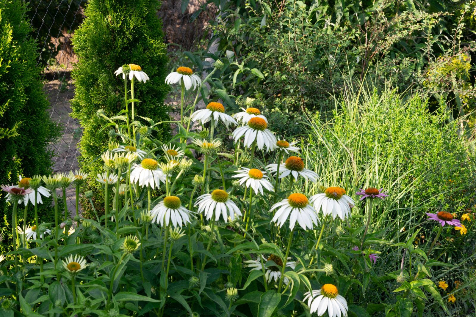 Nikon D3300 sample photo. Flower, garden, flowers photography