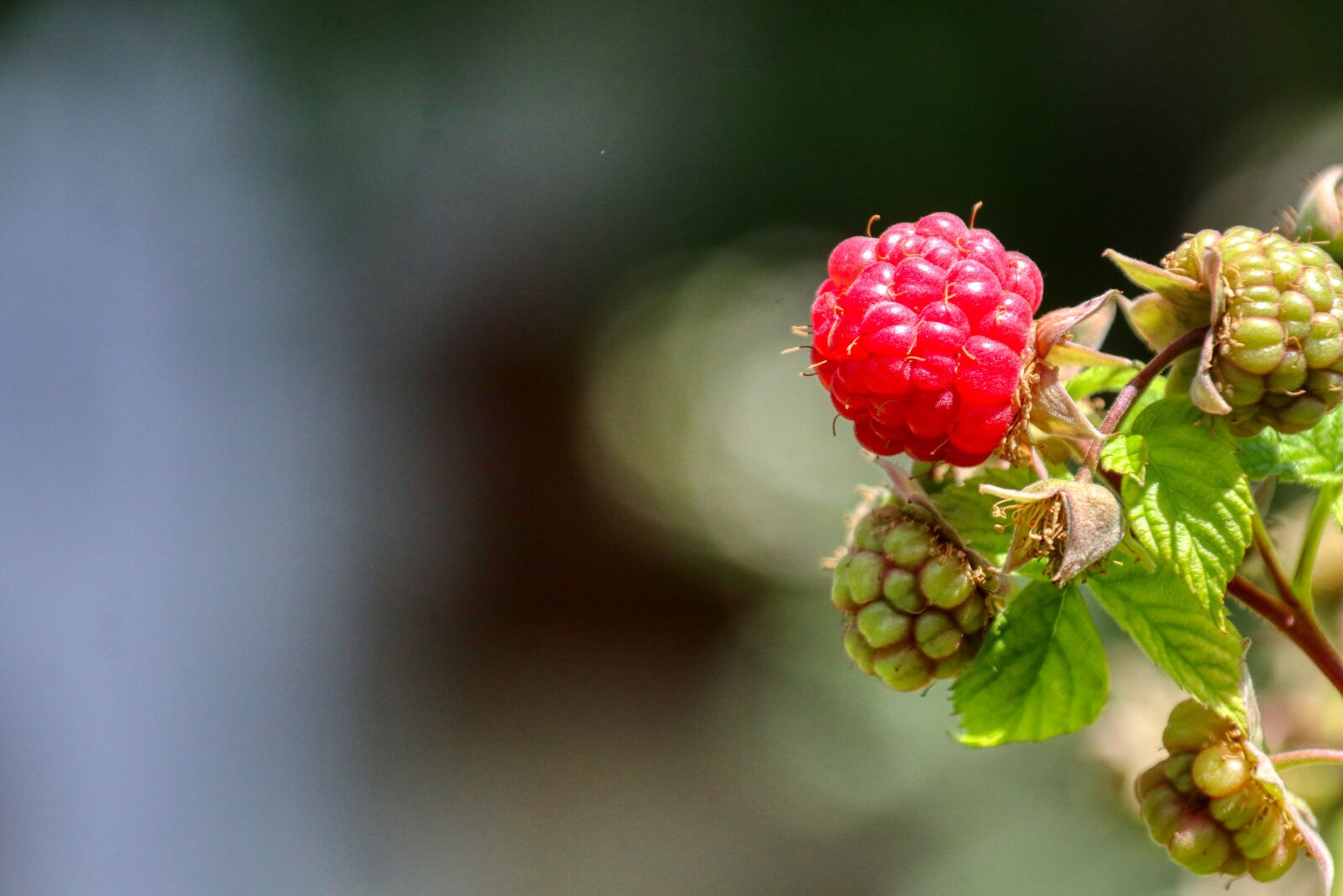 Canon EOS 80D sample photo. Raspberry, fruit, berries photography