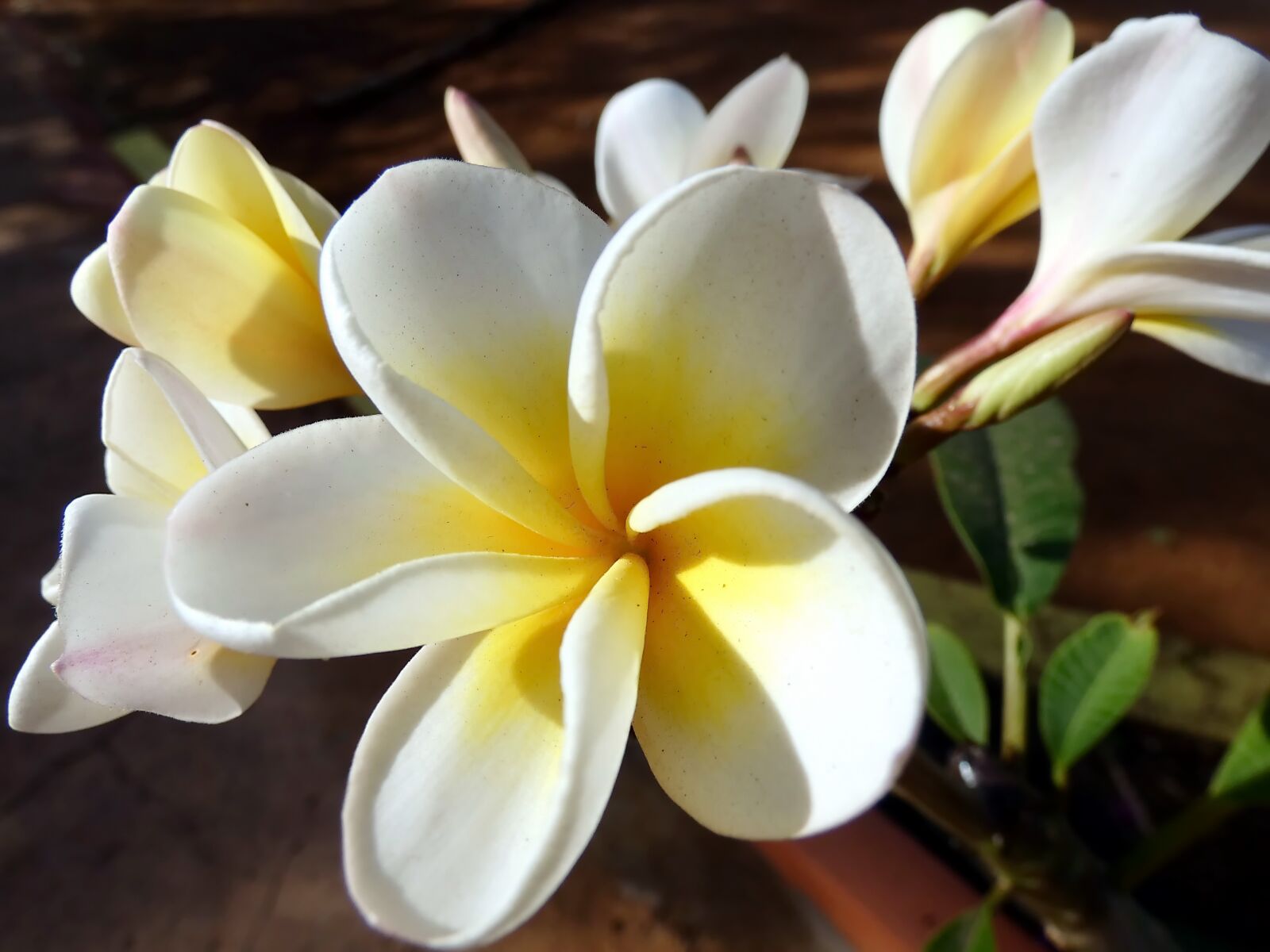 Panasonic Lumix DC-FZ80 (Lumix DC-FZ82) sample photo. Frangipani, flower, plumeria photography