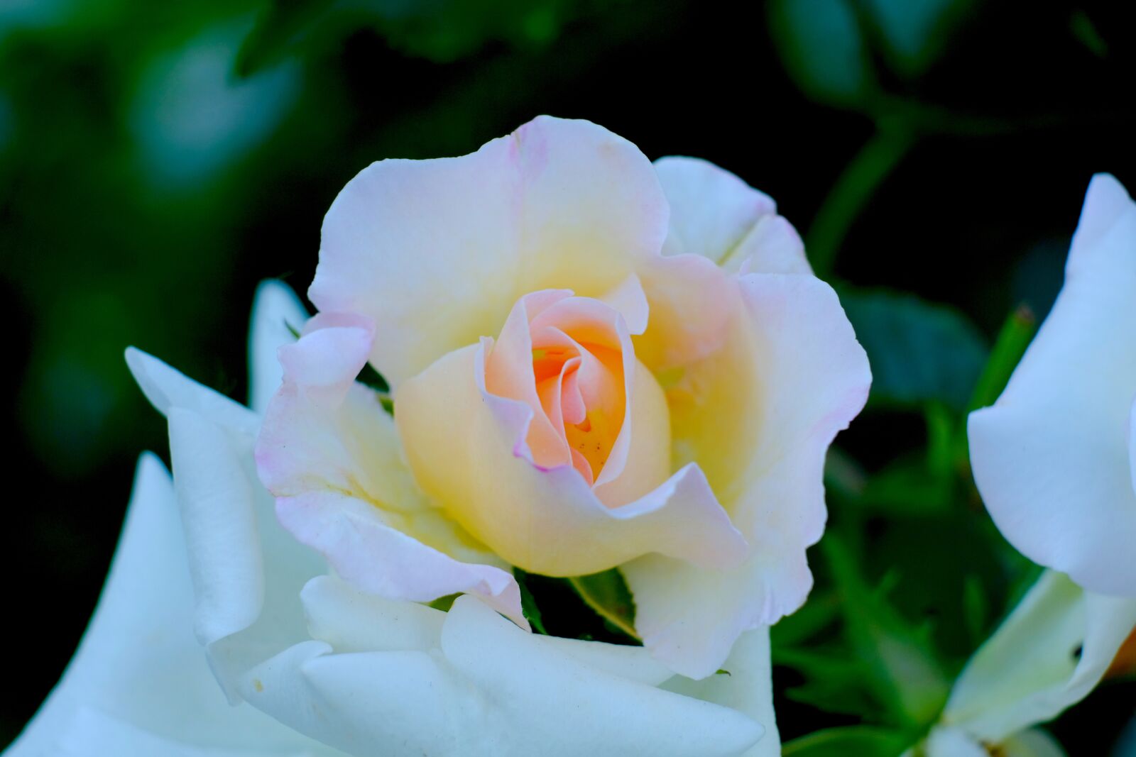 Fujifilm X-T20 sample photo. Rose, white, blossom photography