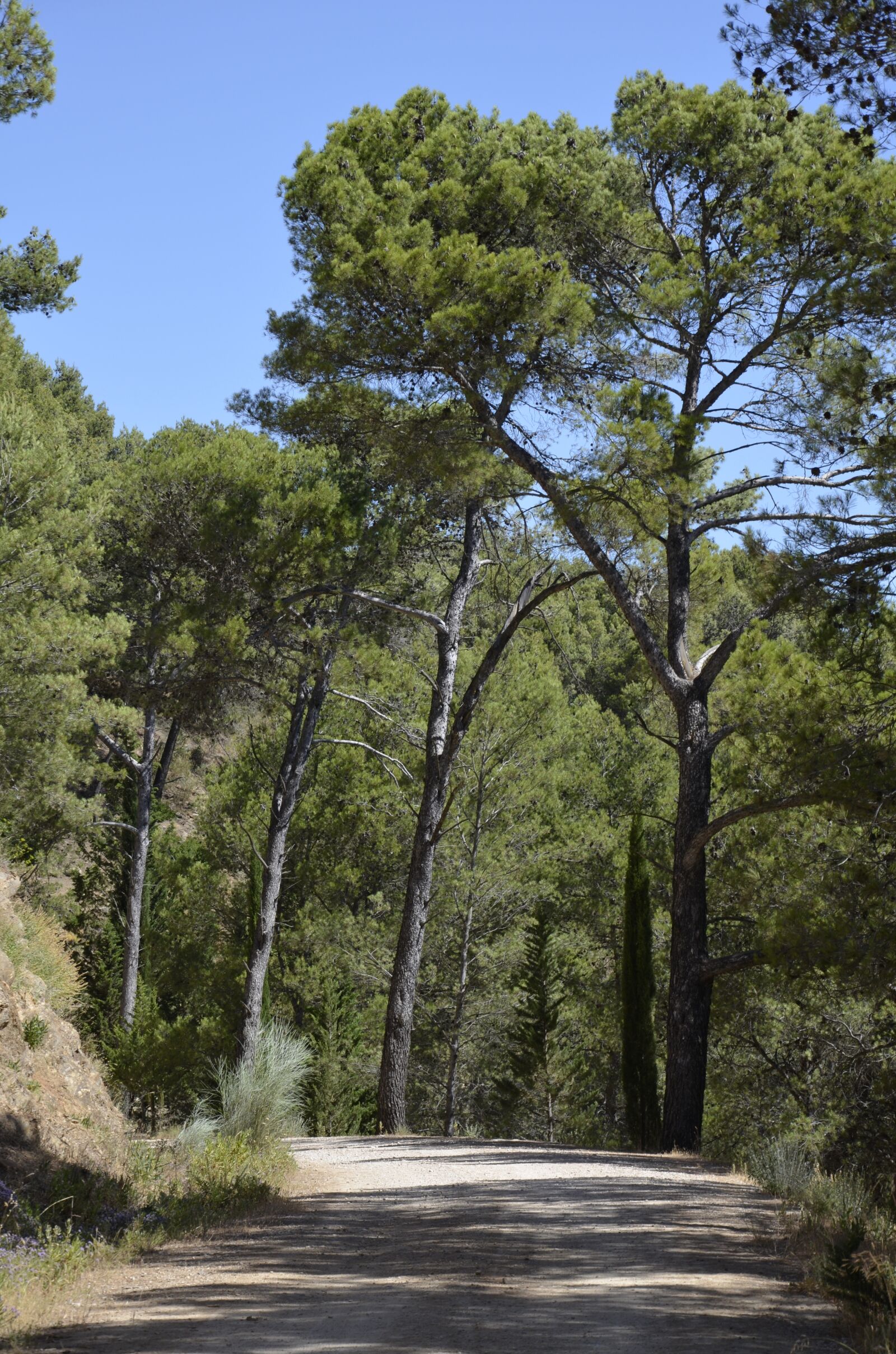 Nikon D5100 sample photo. Tree, wood, nature photography
