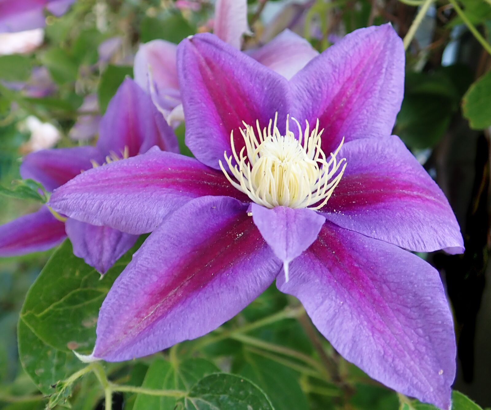 Olympus TG-5 sample photo. Flower, purple, bloom photography