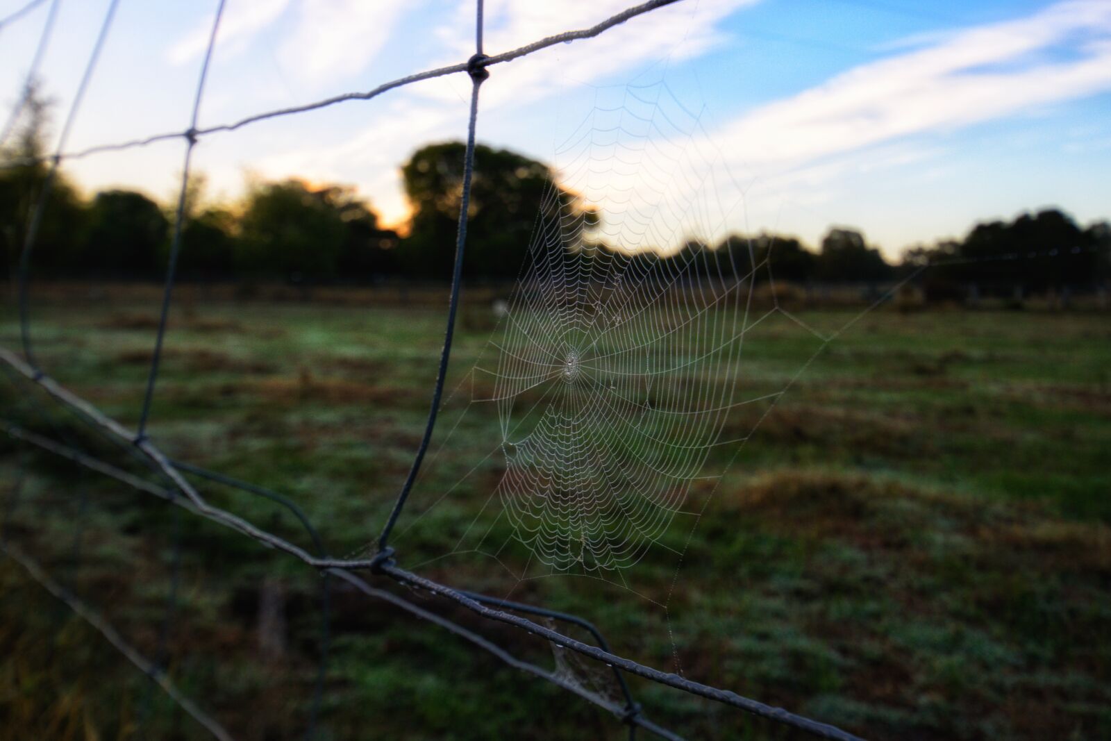 Nikon D3300 sample photo. Dawn, fence, spiderweb photography