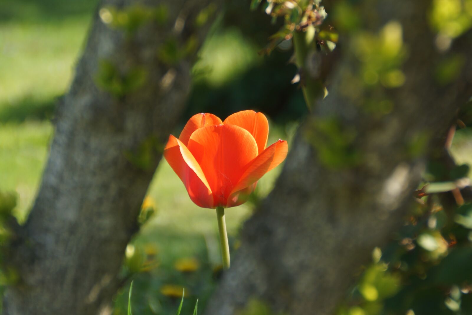 Sony SLT-A77 + Sony DT 18-200mm F3.5-6.3 sample photo. Tulip, frame, flower photography
