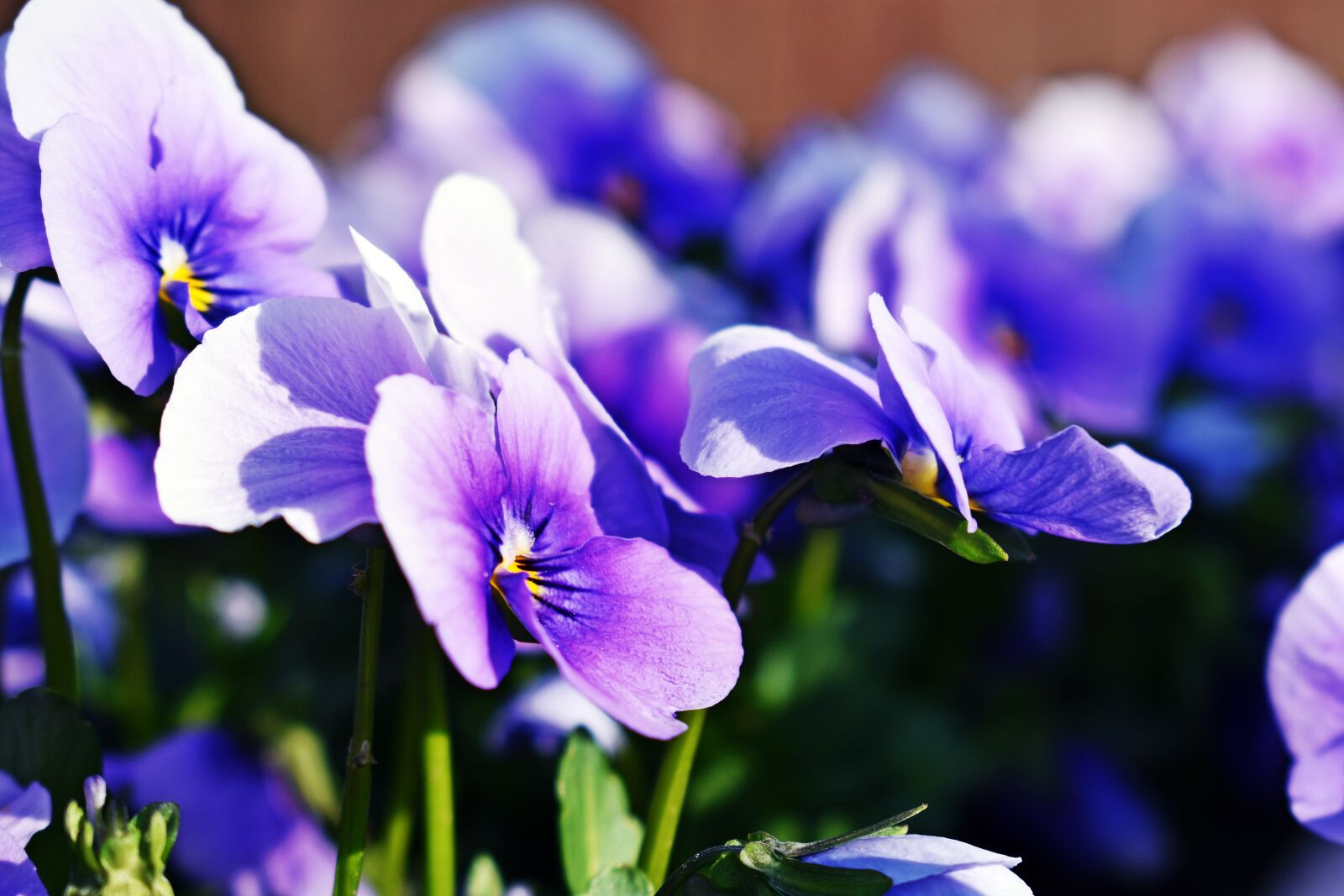 Nikon D3400 sample photo. Flower, nature, plant photography