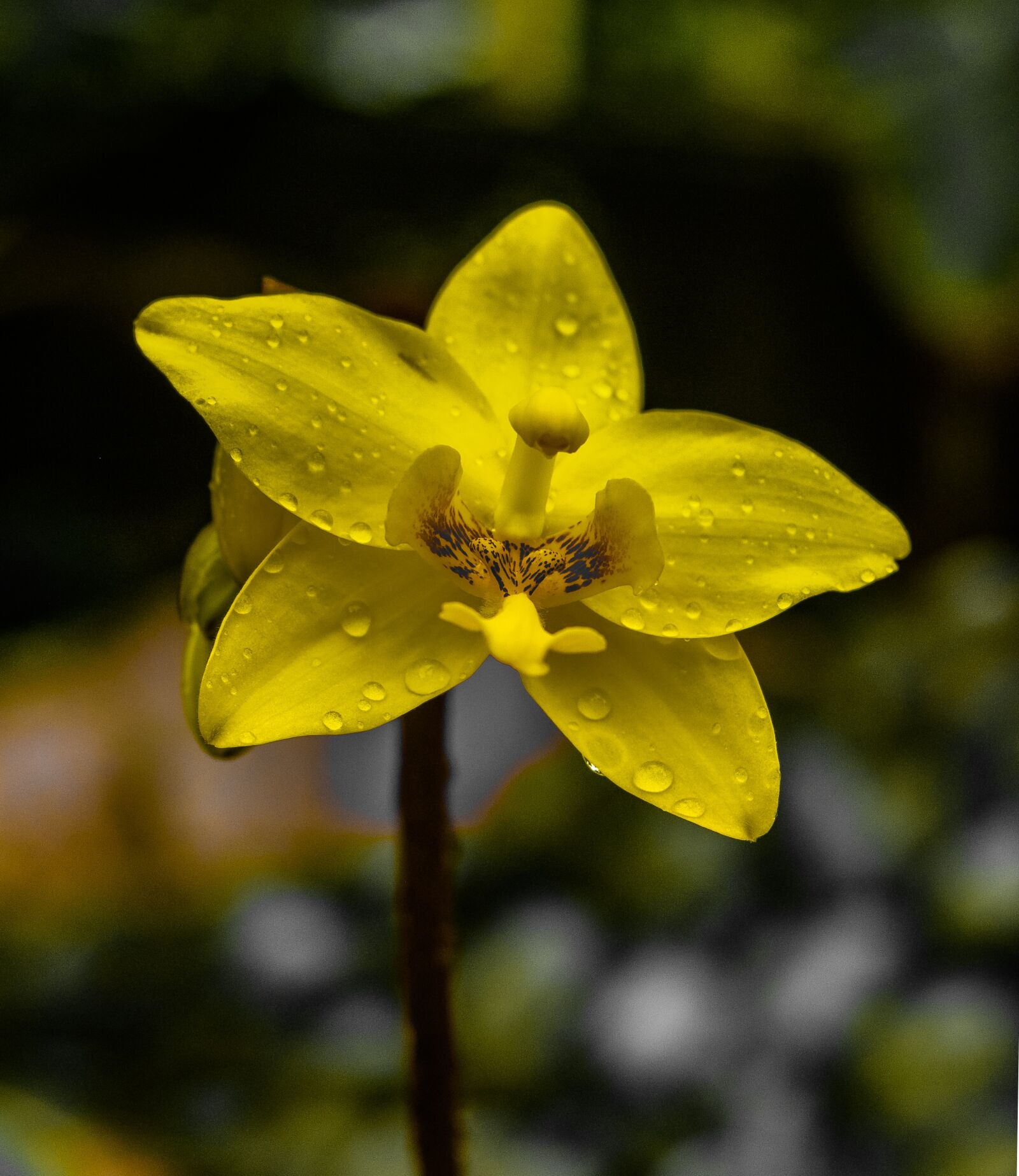 Nikon D3200 sample photo. Bunch, orchid, kerala photography
