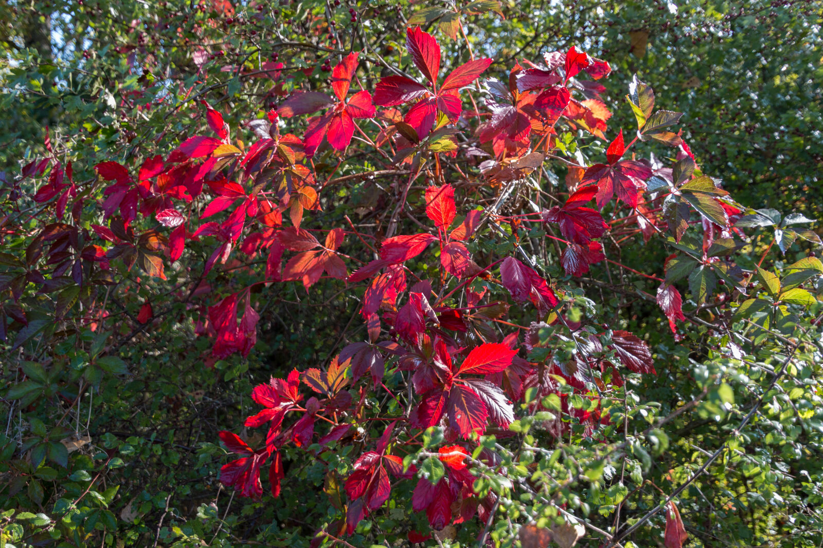 Canon EOS 70D sample photo. Autumn, leaves photography