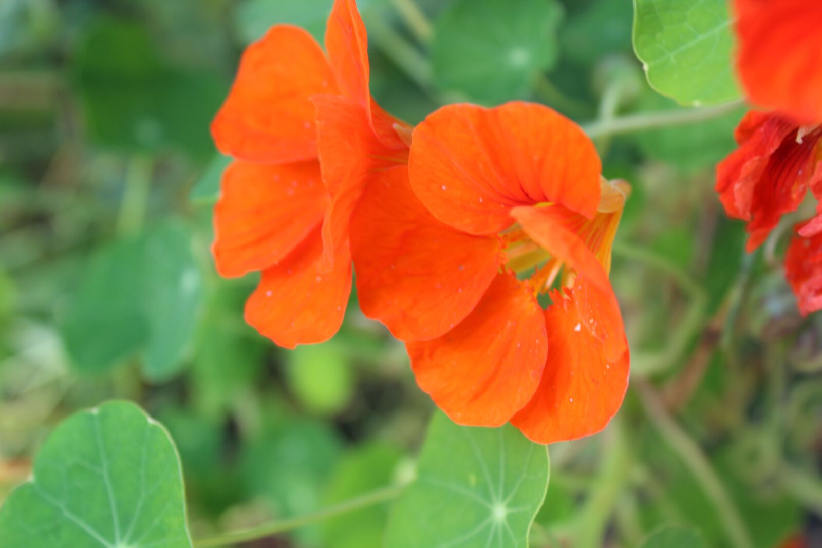 Canon EOS 600D (Rebel EOS T3i / EOS Kiss X5) sample photo. Flower, red, blossom photography