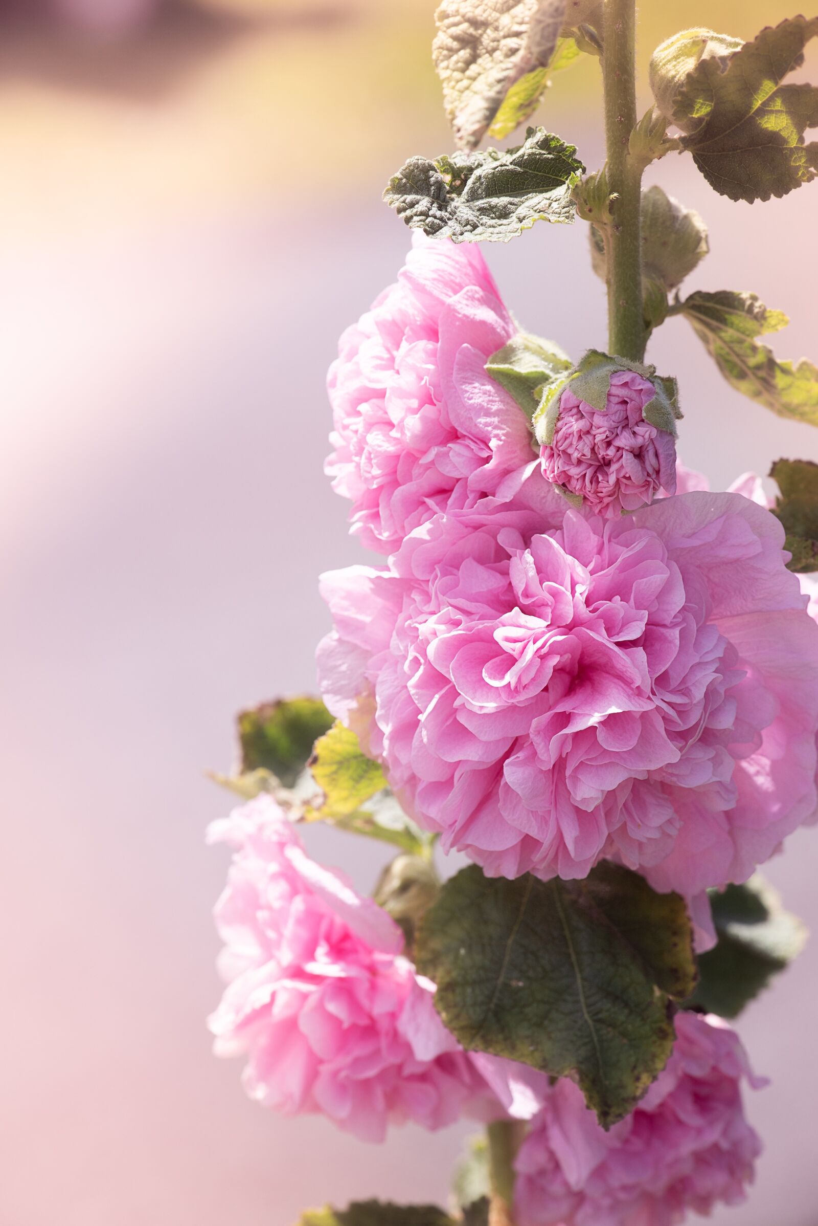 Nikon D750 sample photo. Stock rose, pink, pink photography
