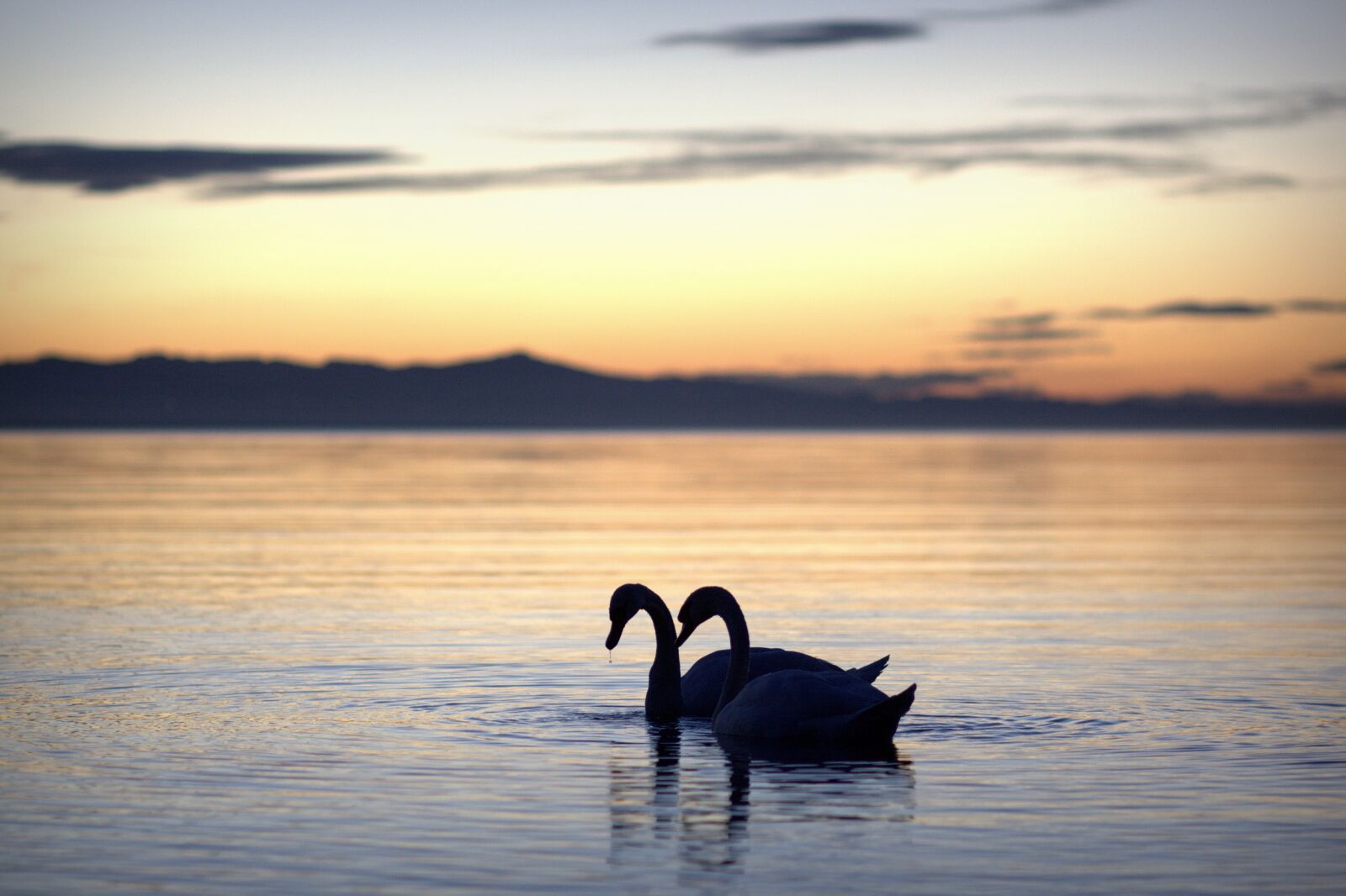 Canon EOS 400D (EOS Digital Rebel XTi / EOS Kiss Digital X) sample photo. Summer, summer holiday, swans photography