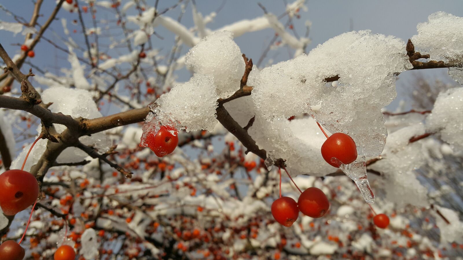 Samsung Galaxy Note4 sample photo. Winter, season, tree photography