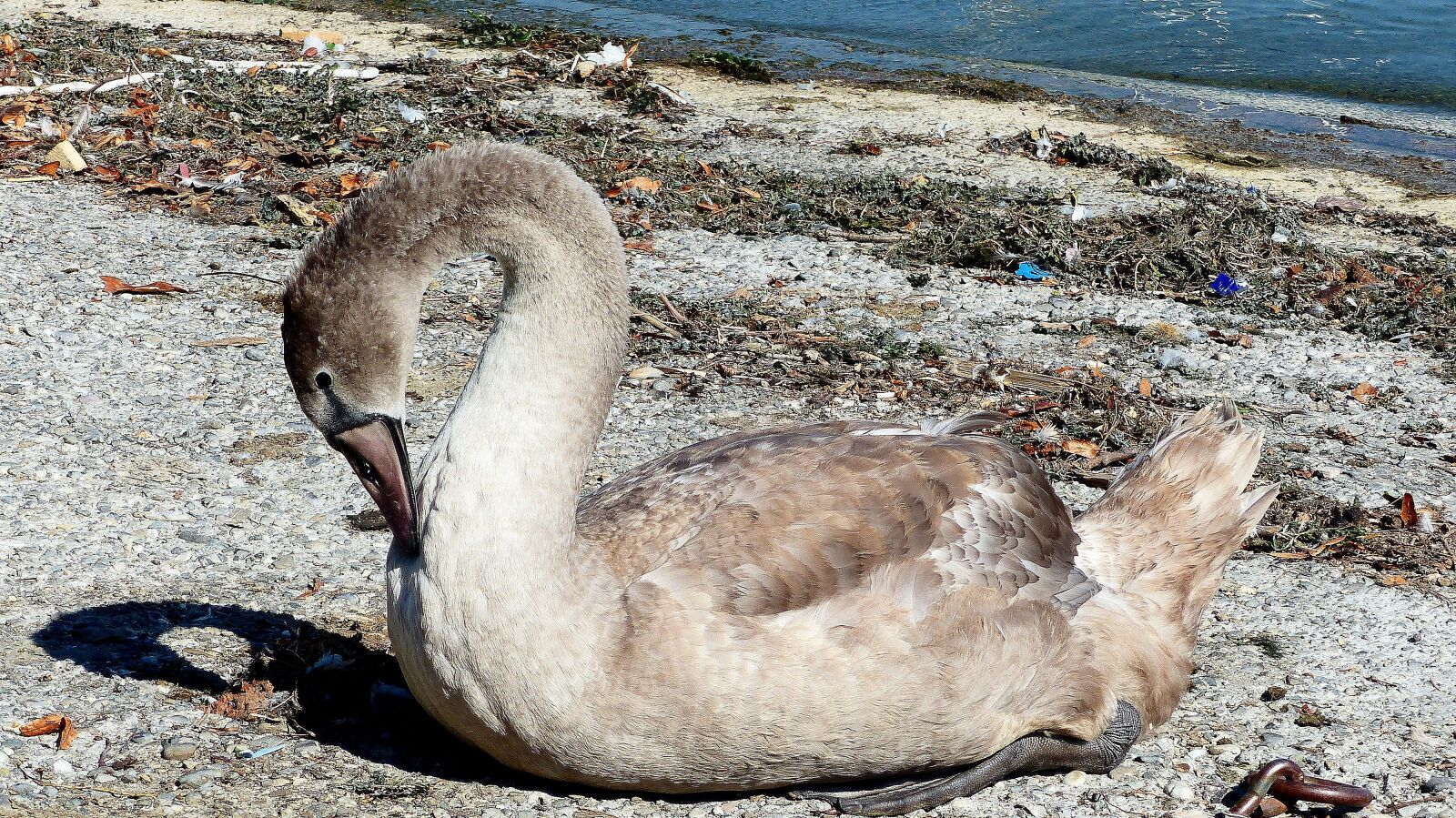 Panasonic Lumix DMC-FZ200 sample photo. Swan, lake, nature photography