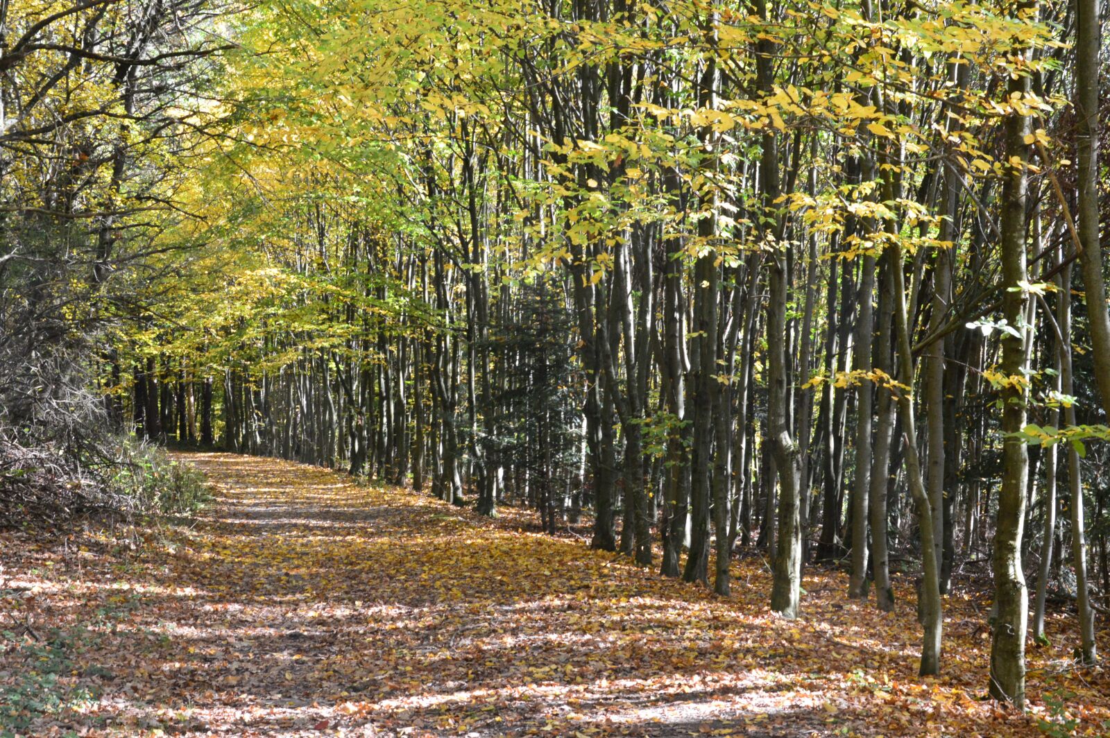 Nikon D3200 sample photo. Away, forest, nature photography