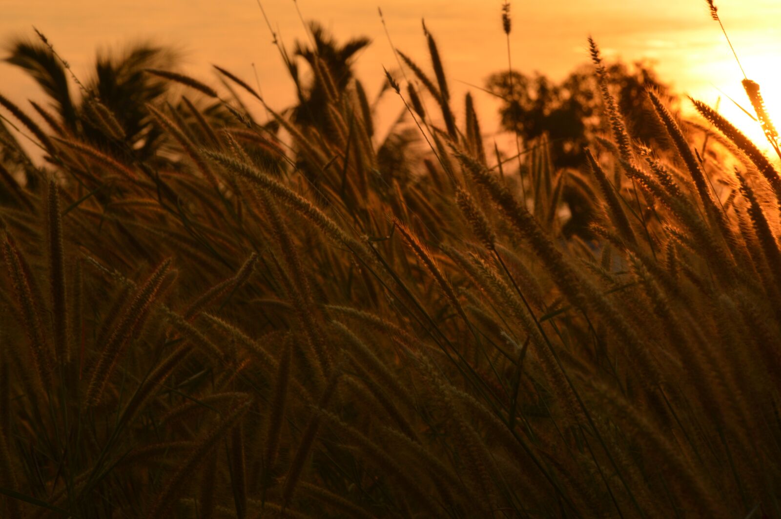 Nikon D3200 sample photo. Sunrise, grass, landscape photography