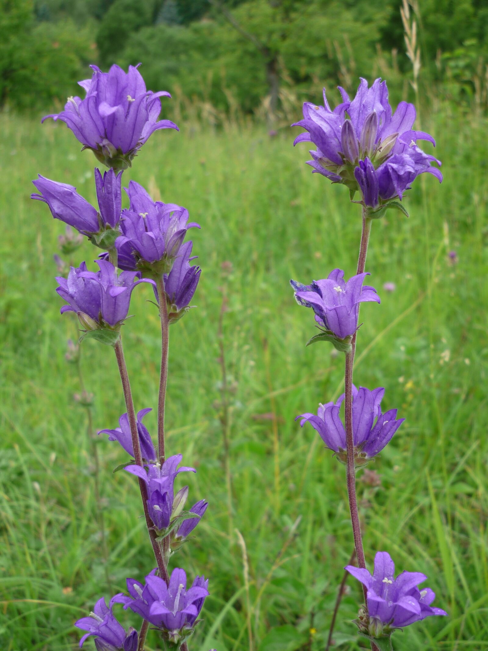Panasonic Lumix DMC-FS6 sample photo. Bellflower, nature, blue photography