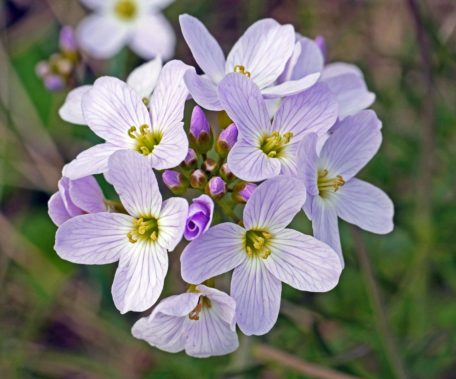 Panasonic Lumix DMC-GH3 sample photo. Smock, flowers, bud photography