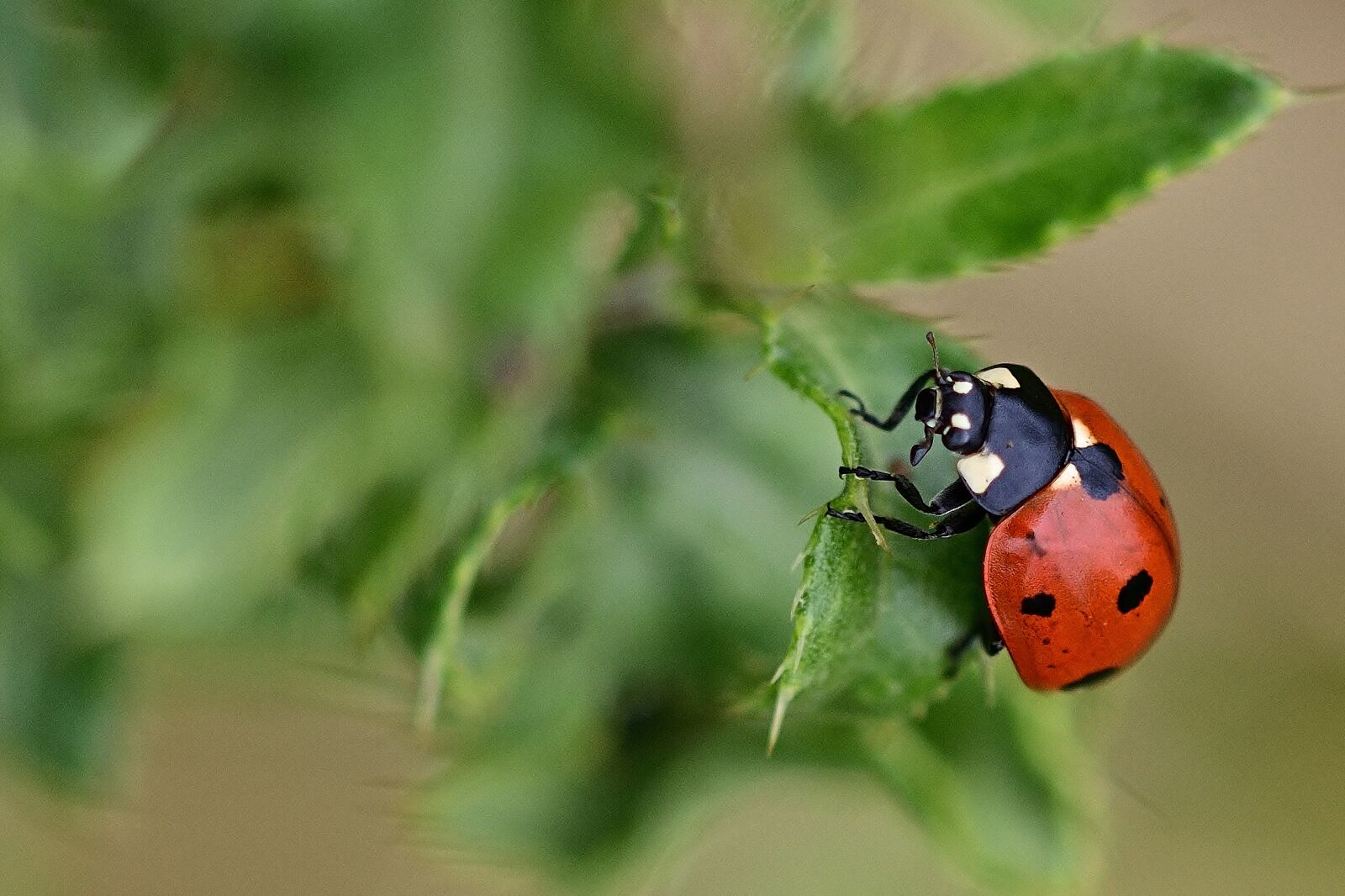 Nikon D5200 sample photo. Ladybug, nature, macro photography