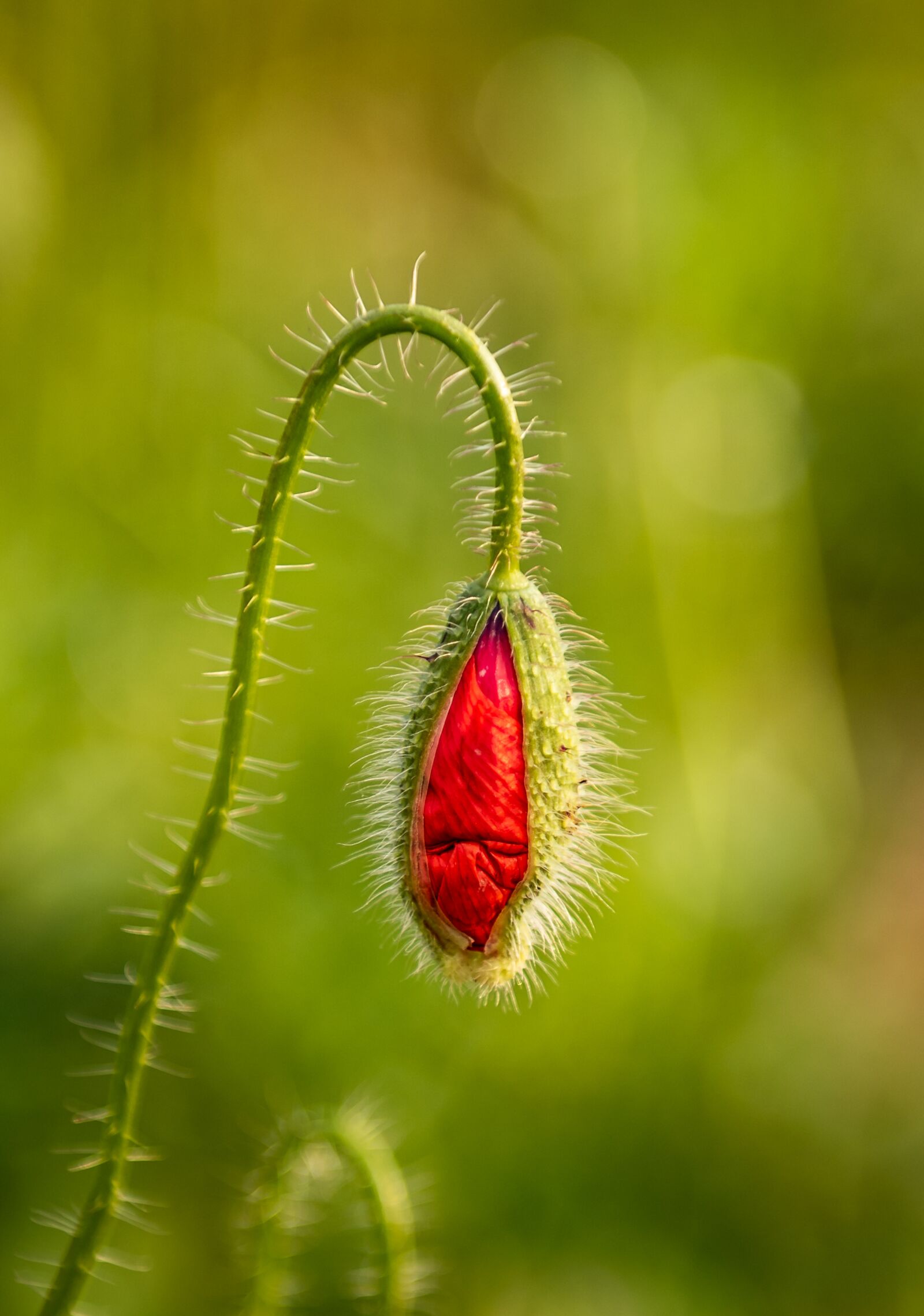 Nikon D750 sample photo. Klatschmohn, blossom, bloom photography