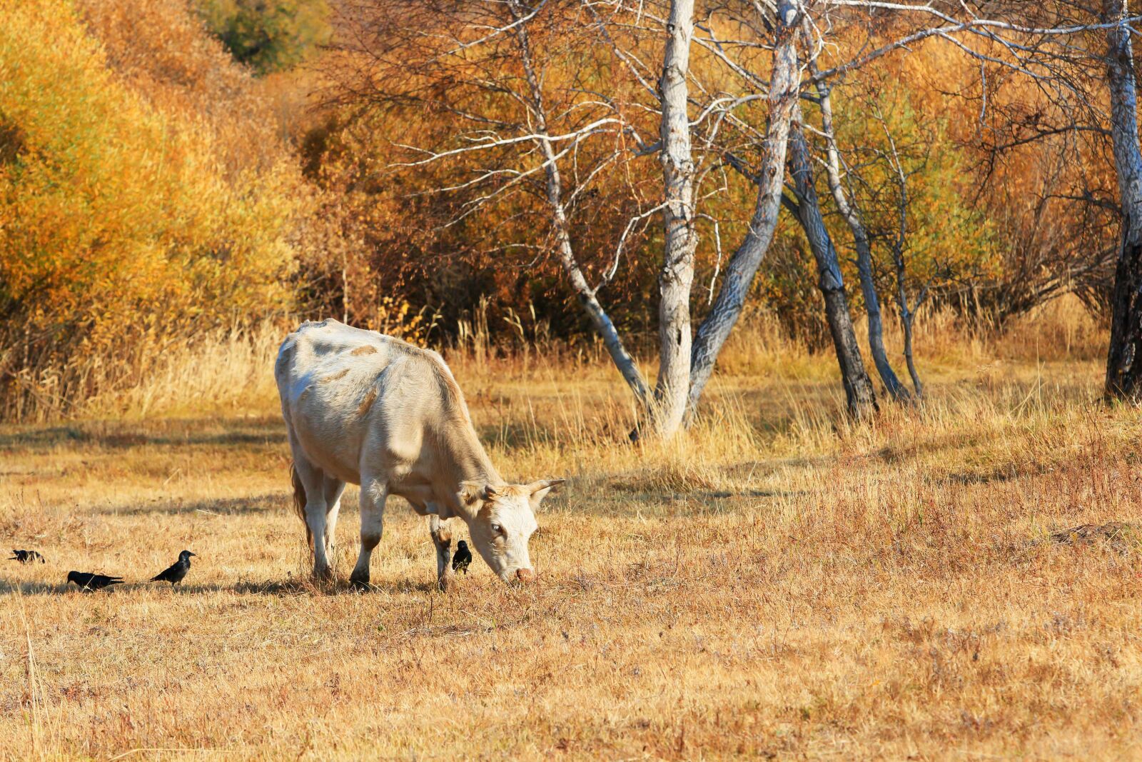 Canon EF 70-200mm F2.8L IS USM sample photo. Autumn, the scenery, tree photography