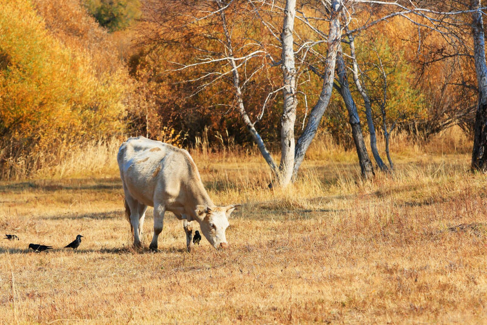 Canon EOS 70D + Canon EF 70-200mm F2.8L IS USM sample photo. Autumn, the scenery, tree photography