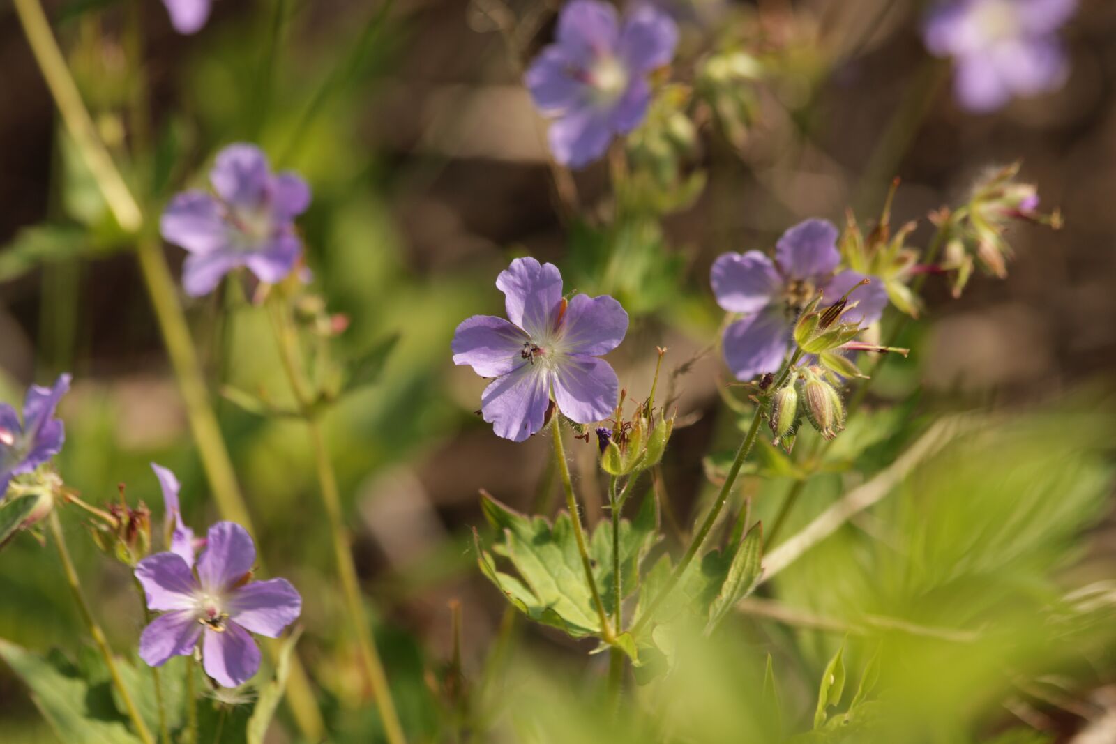 Canon EOS 650D (EOS Rebel T4i / EOS Kiss X6i) sample photo. Geranium, geranium eriostemon, flowers photography