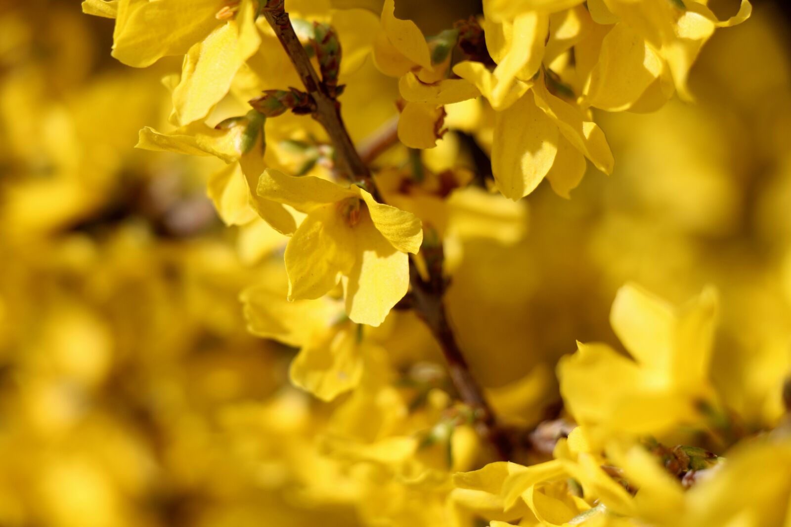 Canon EOS 700D (EOS Rebel T5i / EOS Kiss X7i) sample photo. Laburnum, flower, nature photography