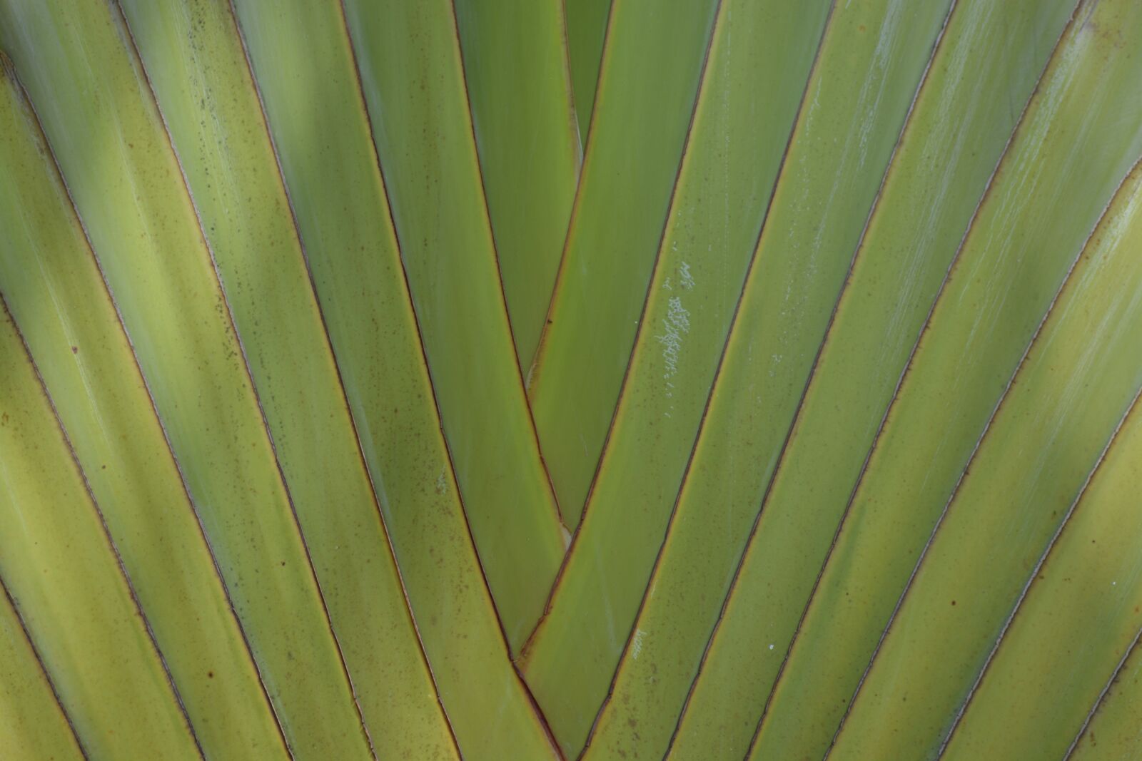 Nikon D5200 sample photo. Green, structure, palm photography