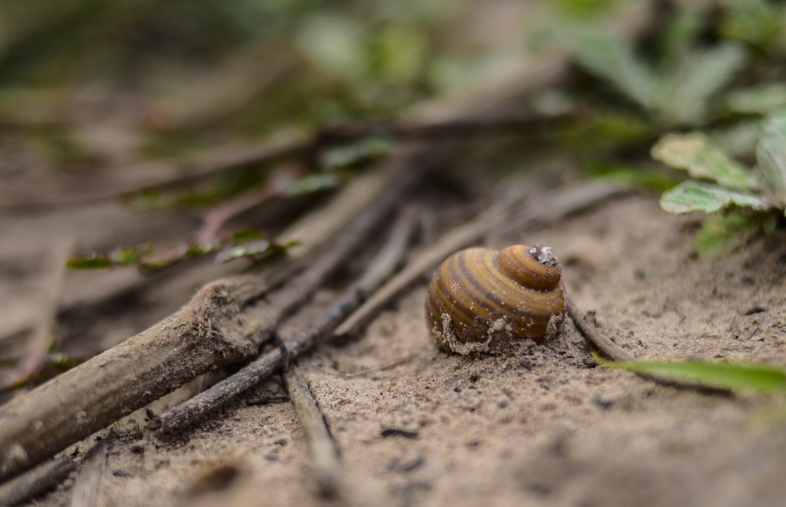 Nikon D7000 sample photo. Shell, fibonacci, nautilus photography