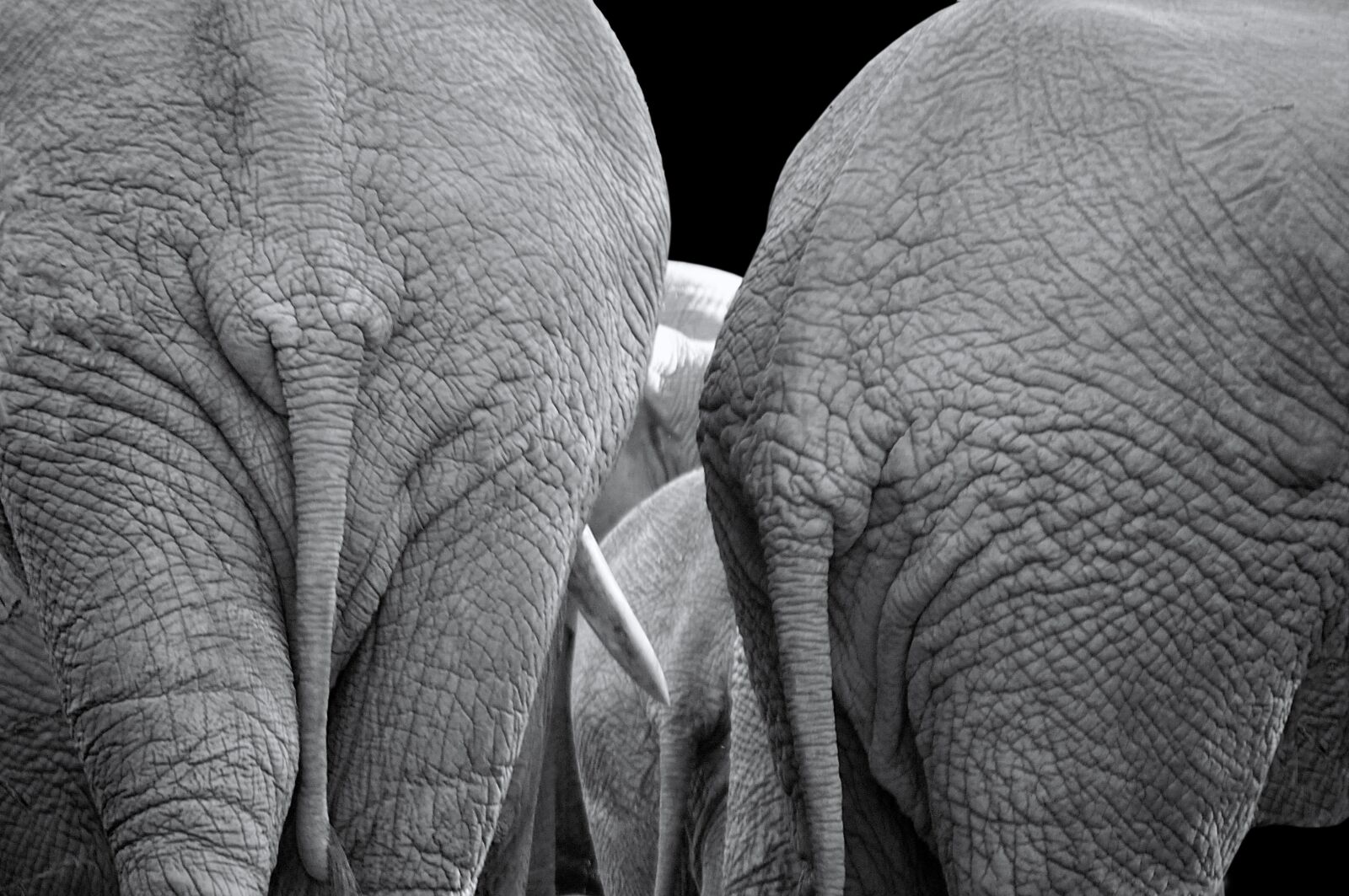 Nikon D300 sample photo. Elephant, mammal, south africa photography