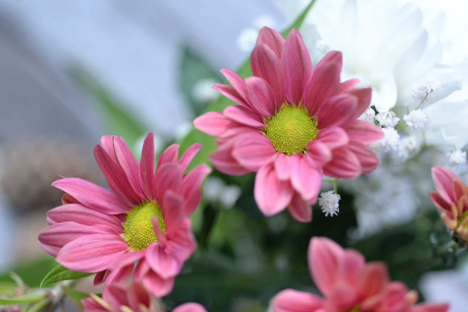 Nikon D610 sample photo. Little, pink, flowers photography