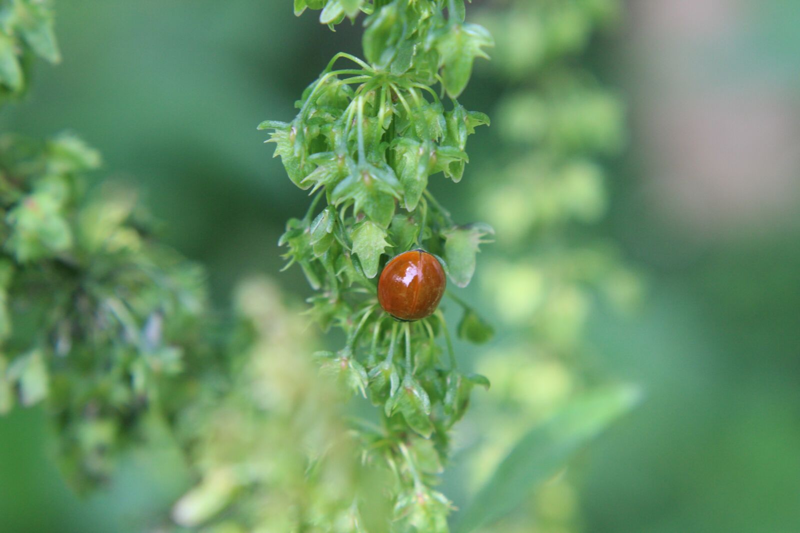 Canon EOS 1300D (EOS Rebel T6 / EOS Kiss X80) sample photo. Ladybug, insect, flower photography