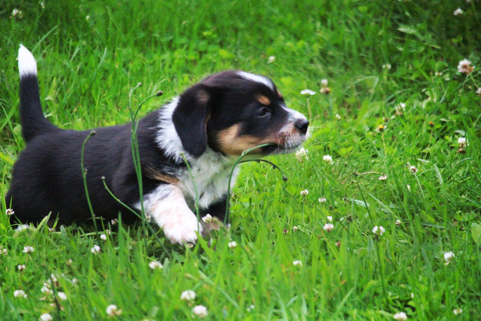 Canon EF-S 55-250mm F4-5.6 IS STM sample photo. Puppy, doggy, grass photography