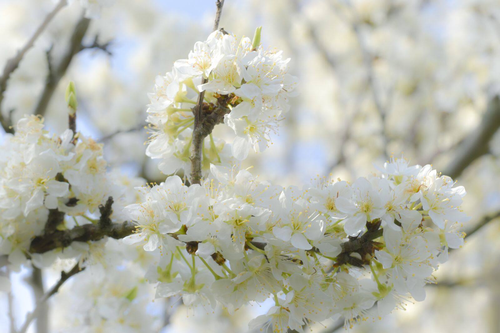Nikon D5600 sample photo. Flower, mirabellier, mirabelle photography