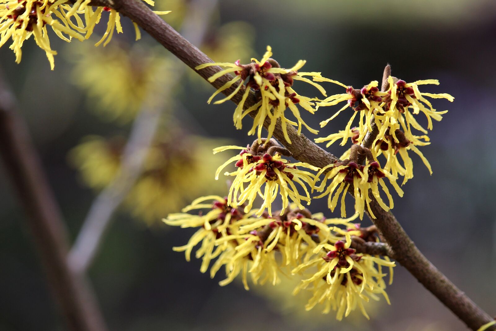 Canon EF-S 55-250mm F4-5.6 IS STM sample photo. Witch hazel, yellow, blossom photography
