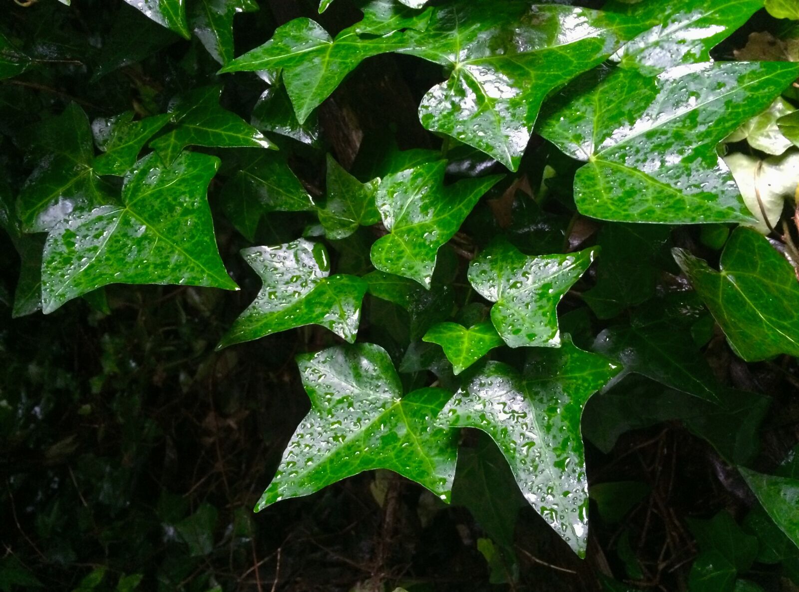 Apple iPhone 5s sample photo. Ivy, leaf, rain photography