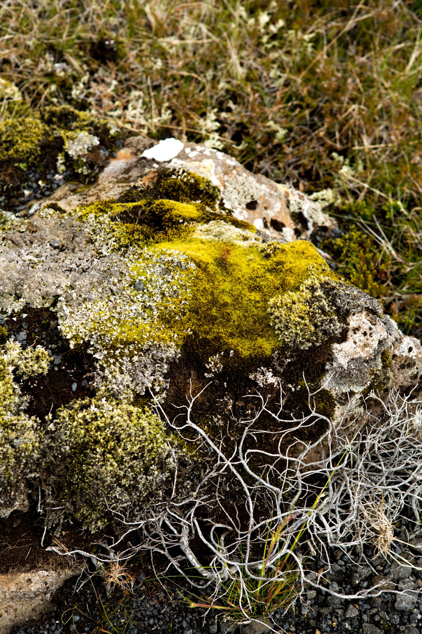 Canon EOS 5D Mark III sample photo. Moss, dry grass, nature photography